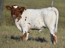 Cowgirl-Heifer Calf