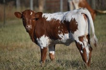 Candy Cane-Heifer Calf