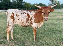 G Daze 23 Heifer 