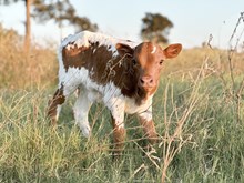 Candy Cane-Heifer Calf