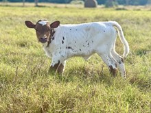 Cowgirl-Heifer Calf